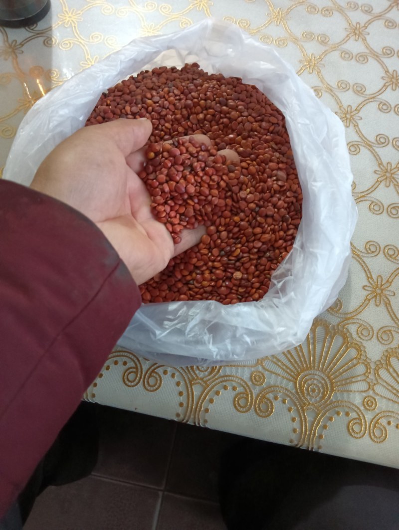 河北精品酸枣种子纯手工挑选粒粒饱满欢迎采购