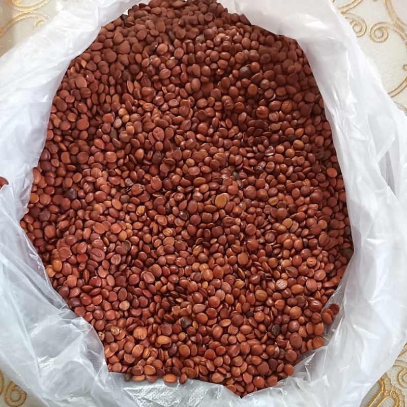 河北精品酸枣种子纯手工挑选粒粒饱满欢迎采购