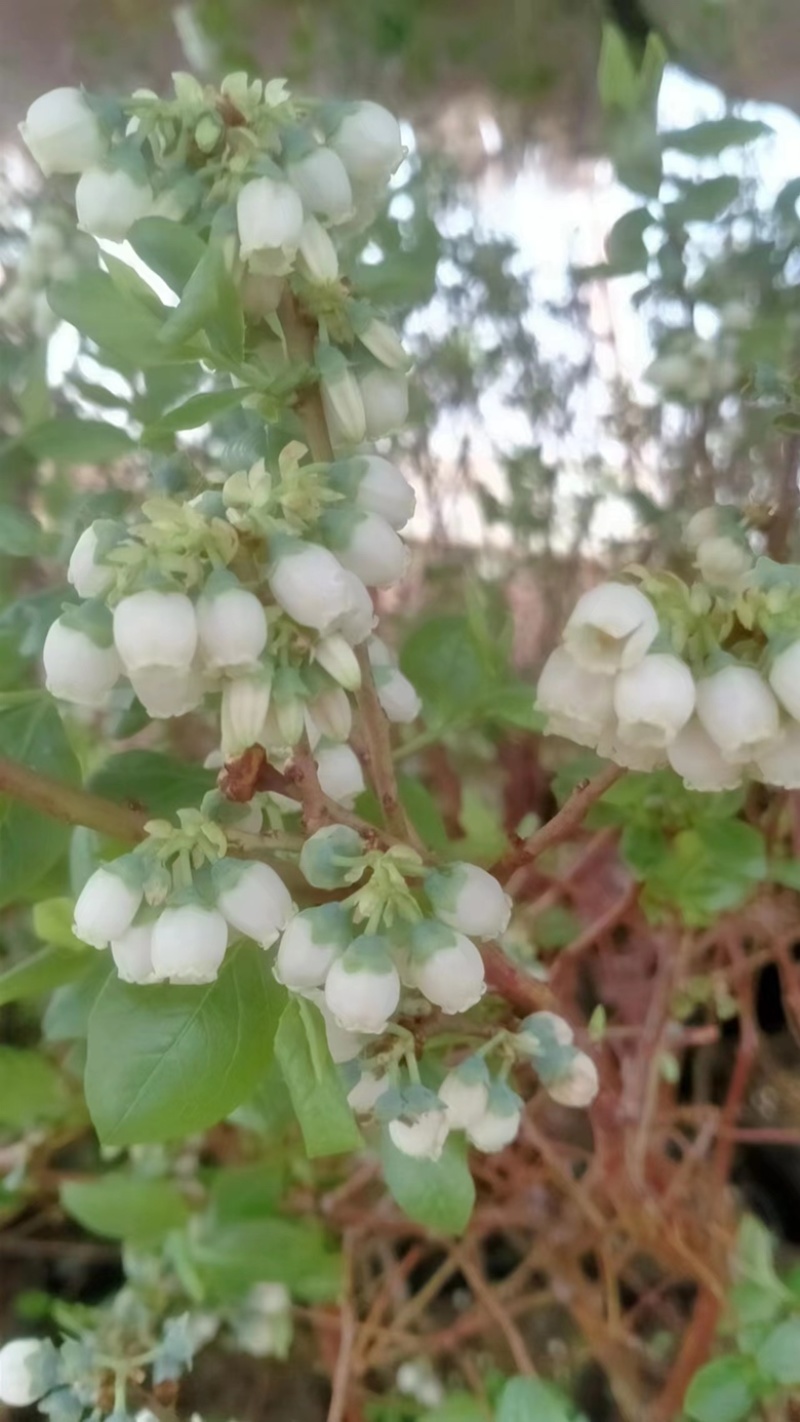 盆栽蓝莓苗
