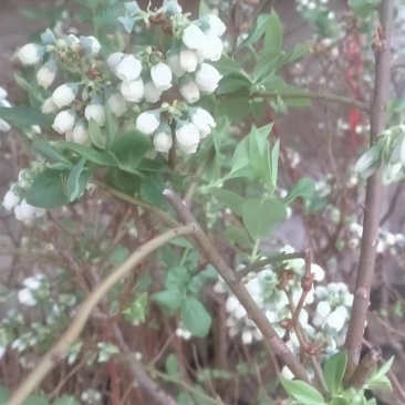 盆栽蓝莓苗