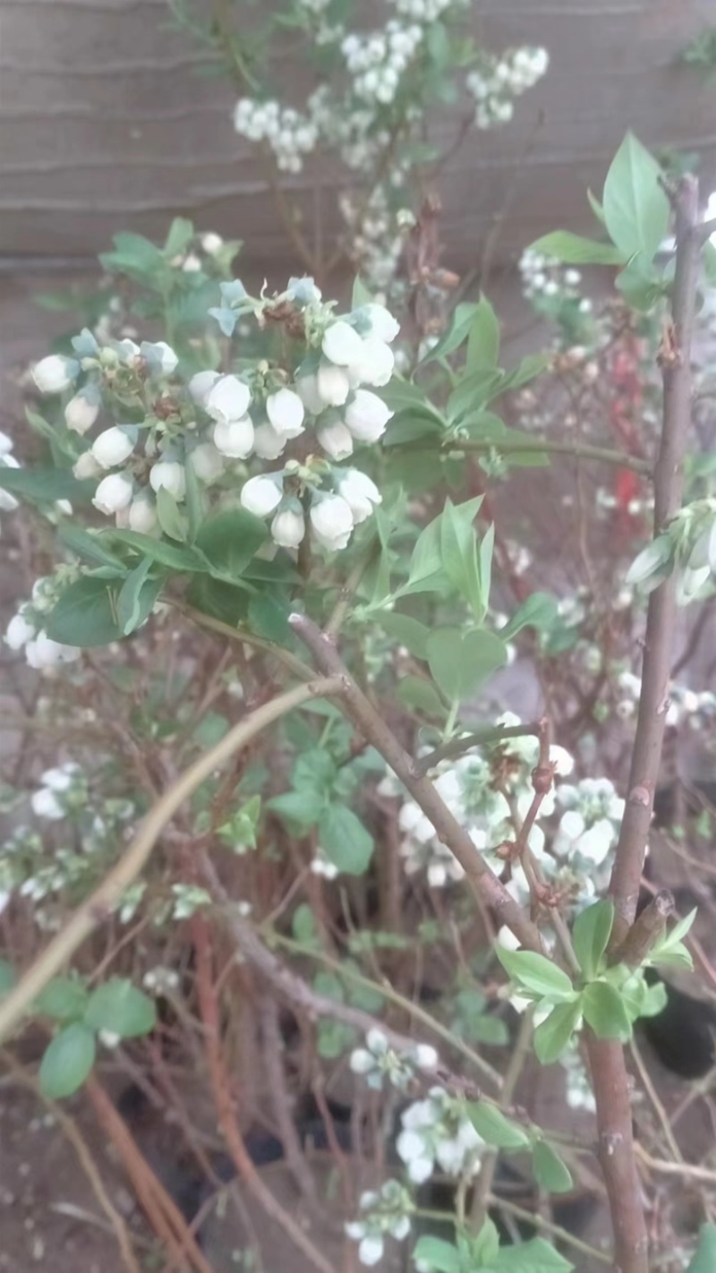 盆栽蓝莓苗