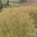 高度2米花石榴（苗圃直供，树型精品，价格实惠）
