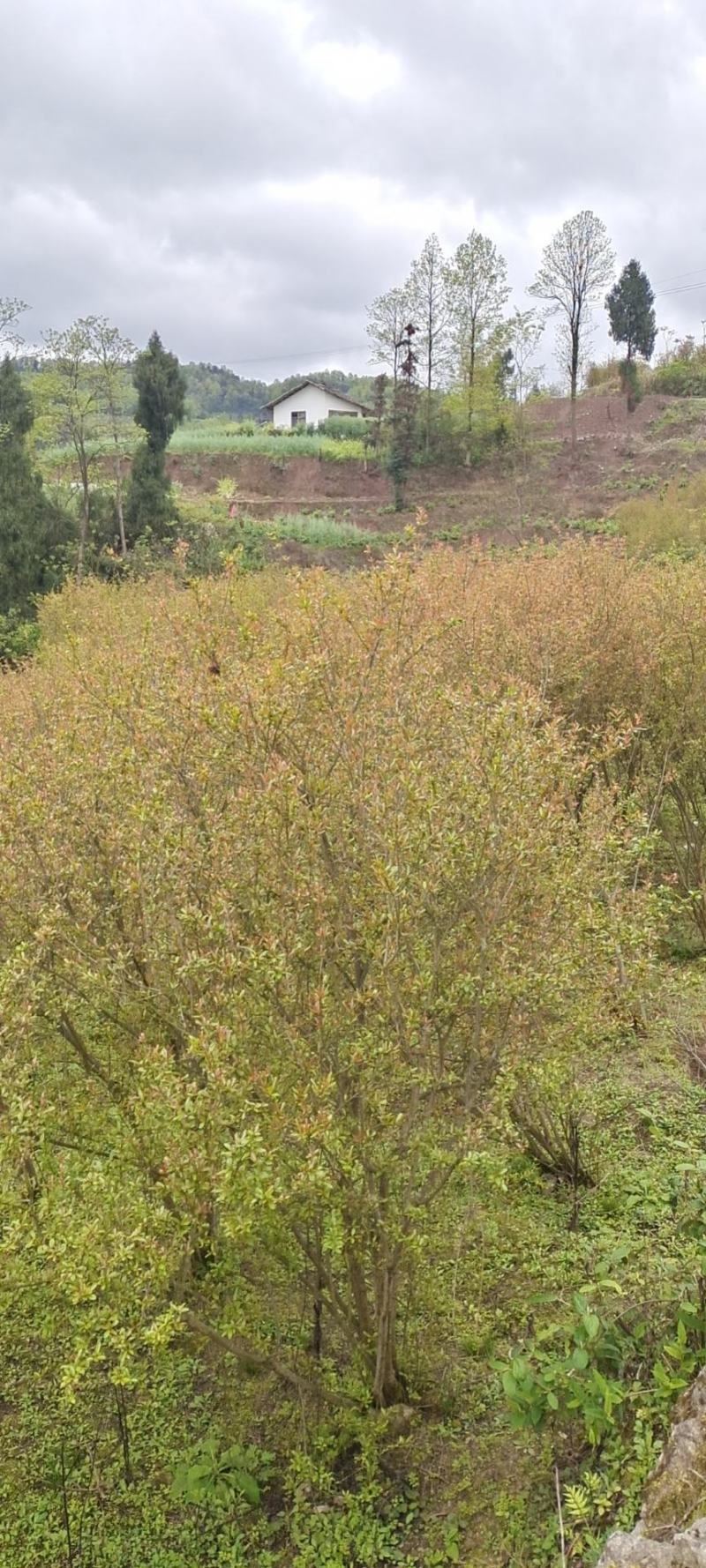 高度2米花石榴（苗圃直供，树型精品，价格实惠）