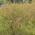 高度2米花石榴（苗圃直供，树型精品，价格实惠）