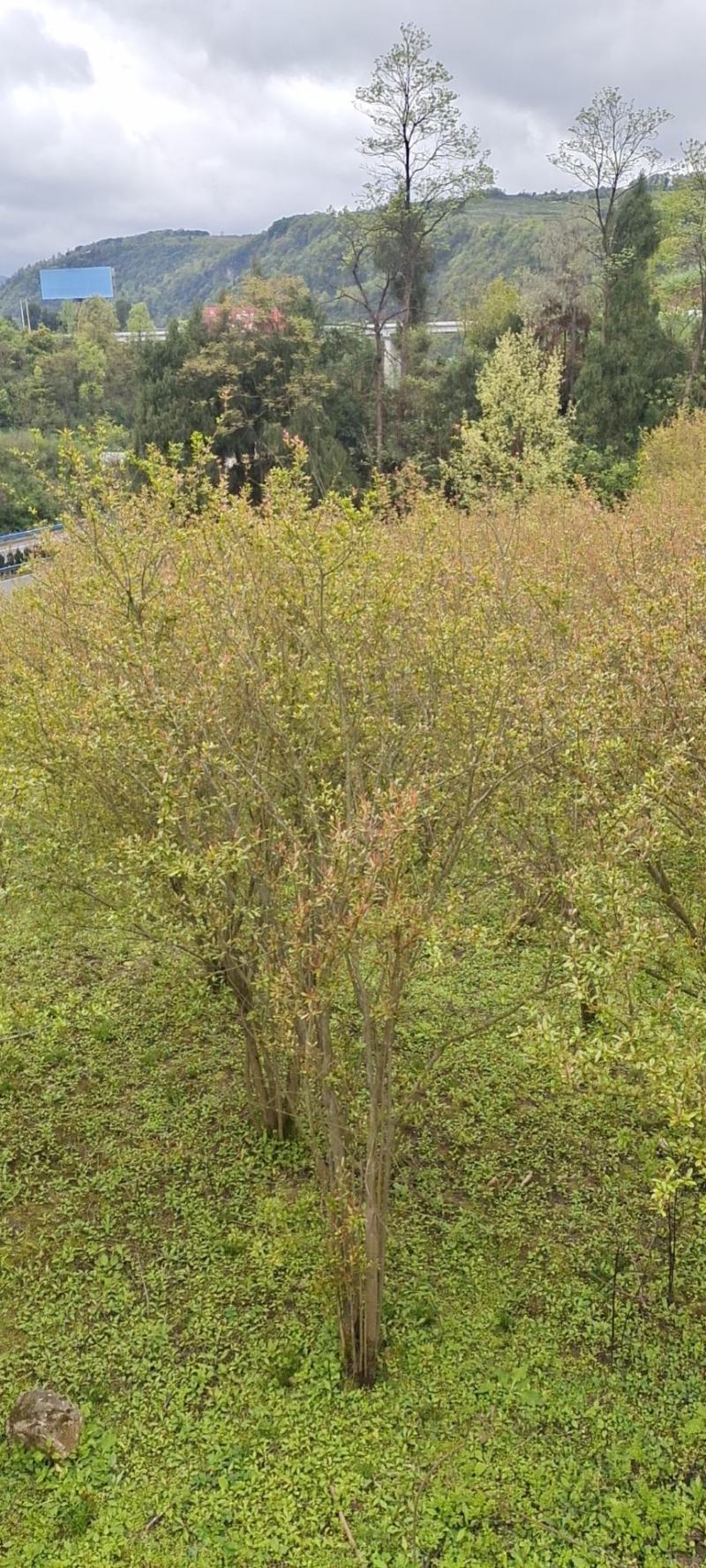 高度2米花石榴（苗圃直供，树型精品，价格实惠）