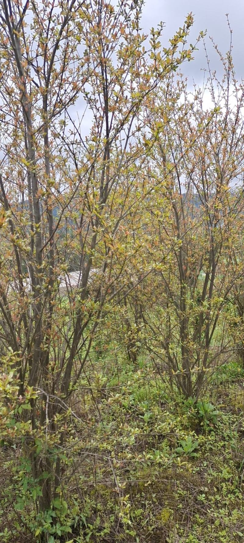 高度2米花石榴（苗圃直供，树型精品，价格实惠）