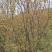 高度2米花石榴（苗圃直供，树型精品，价格实惠）