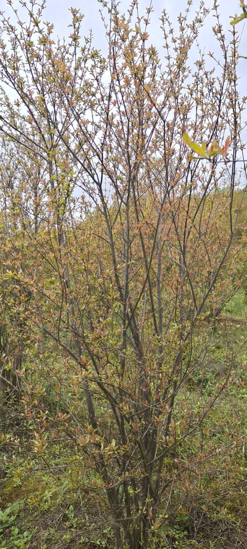 高度2米花石榴（苗圃直供，树型精品，价格实惠）