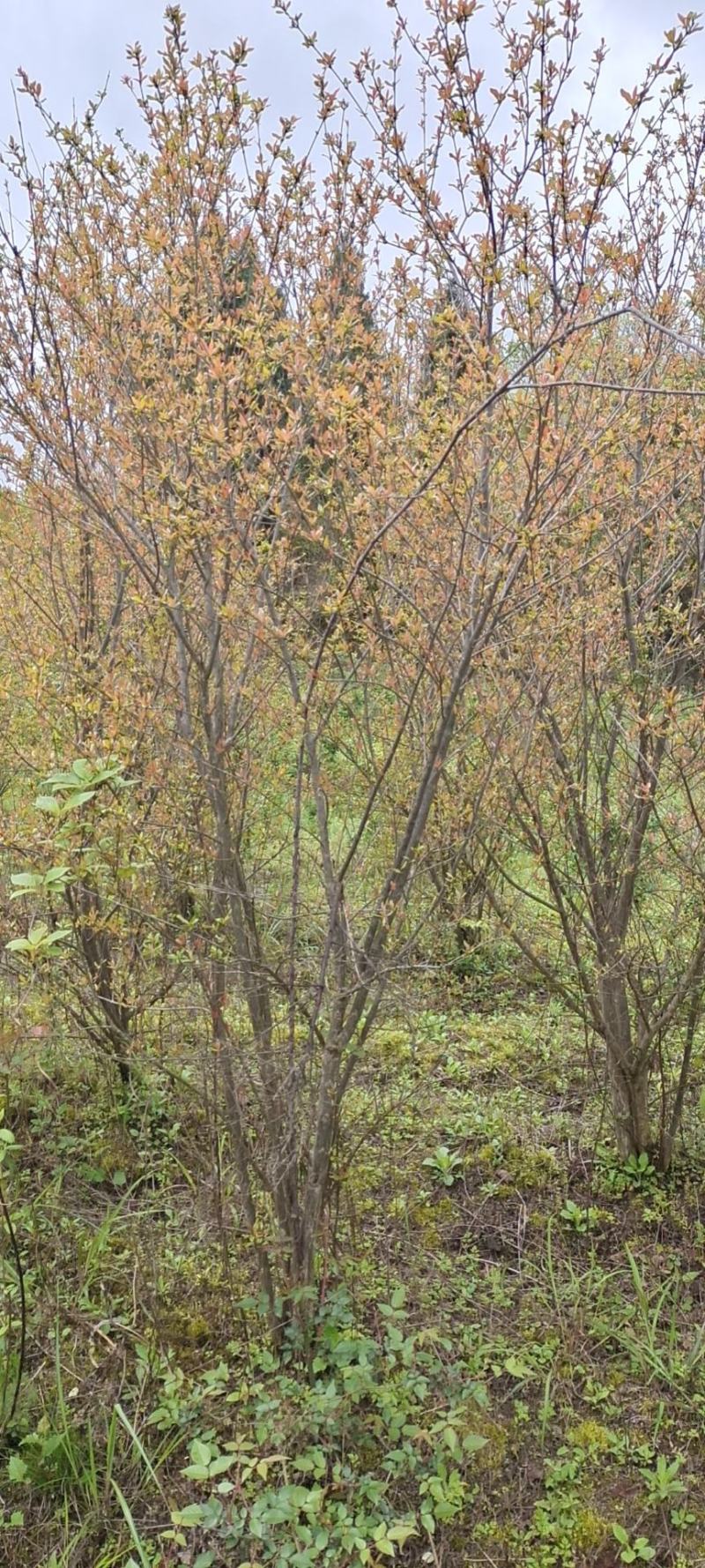 高度2米花石榴（苗圃直供，树型精品，价格实惠）