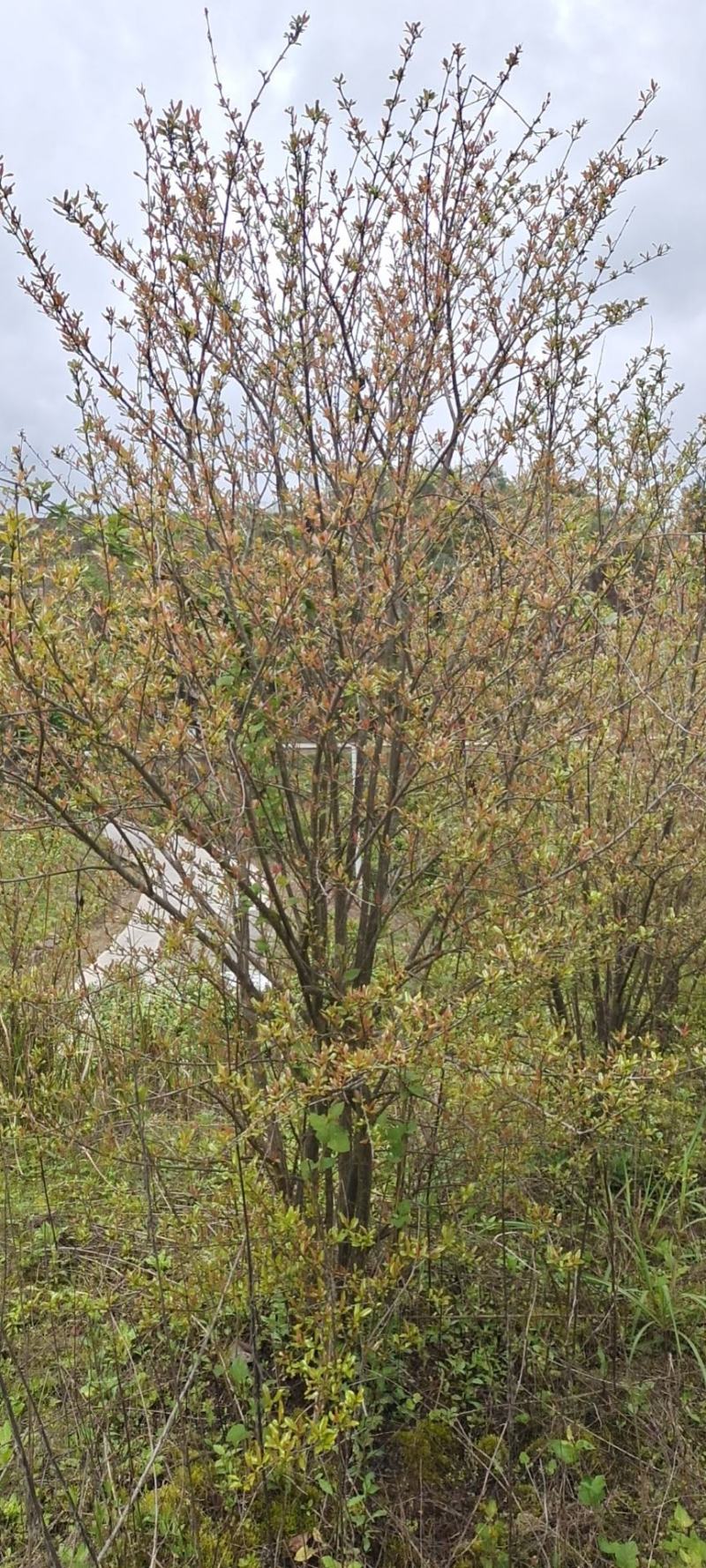 高度2米花石榴（苗圃直供，树型精品，价格实惠）
