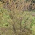高度2米花石榴（苗圃直供，树型精品，价格实惠）