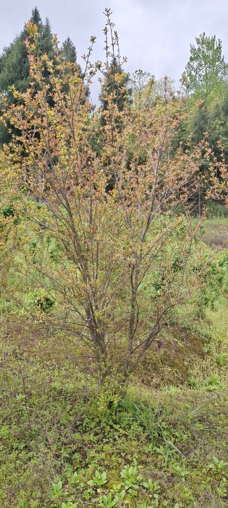 高度2米花石榴（苗圃直供，树型精品，价格实惠）