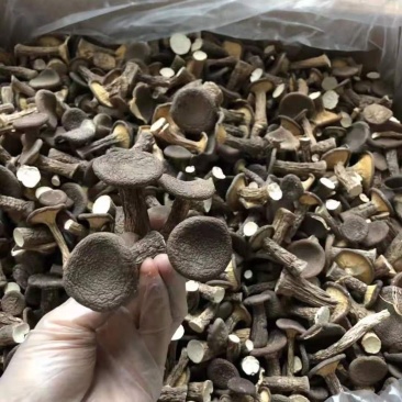 【虎奶菇】云南虎奶菌干货500g土特产菌菇干蘑菇菌汤包虎