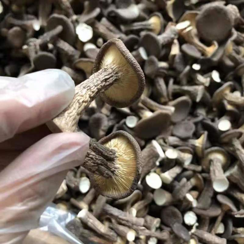 【虎奶菇】云南虎奶菌干货500g土特产菌菇干蘑菇菌汤包虎