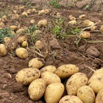 【推荐】辽宁V7土豆大量上市质量保证货真价实欢迎合作