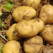 【精品】荷兰土豆产品直发一手货源价格可视频