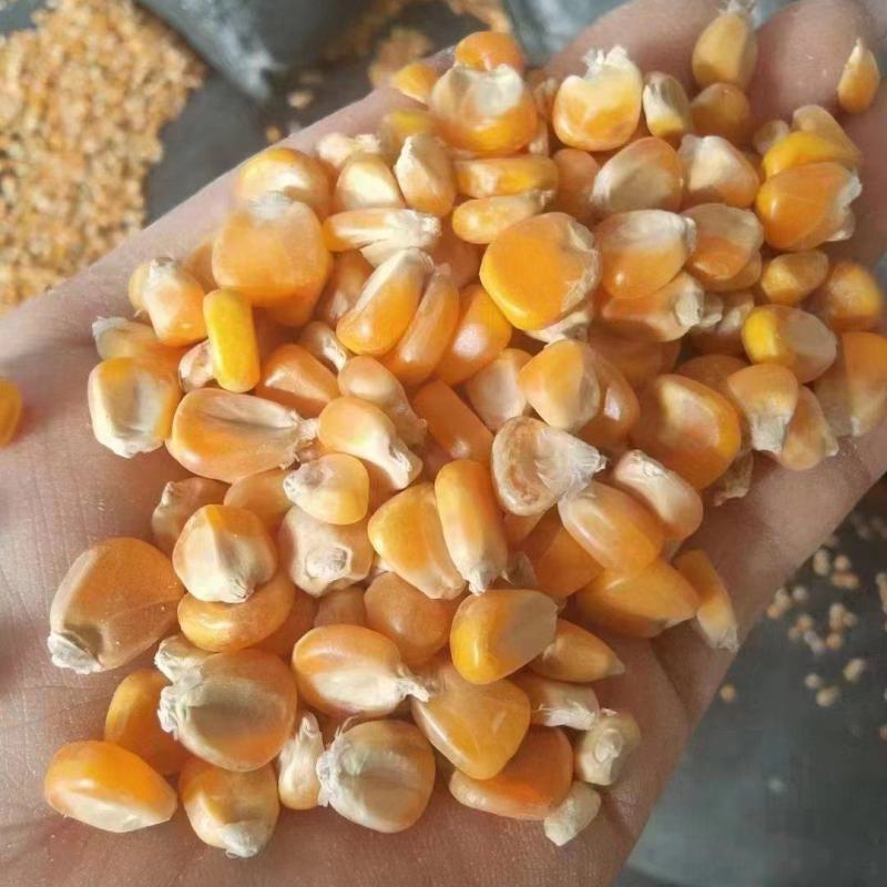 国标二级玉米，现货出售，可长期大量供应，昆明提货