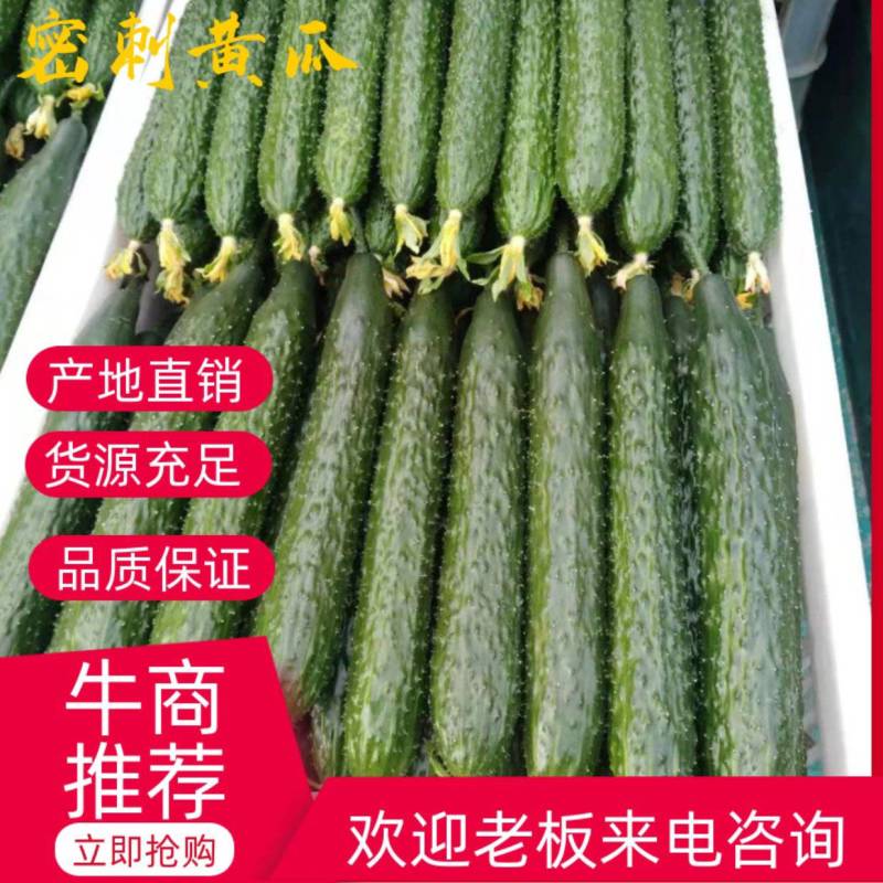 山东聊城密刺黄瓜，大量供应，产地直发一手货源