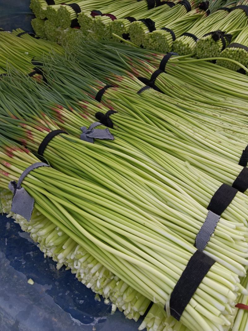 【蒜薹】河南红冒蒜苔大量现货供应各大市场电商电商