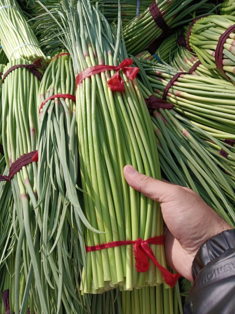 【蒜薹】河南红冒蒜苔大量现货供应各大市场电商电商