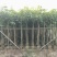 广东芒果树规格齐全量大从优品质保证欢迎联系