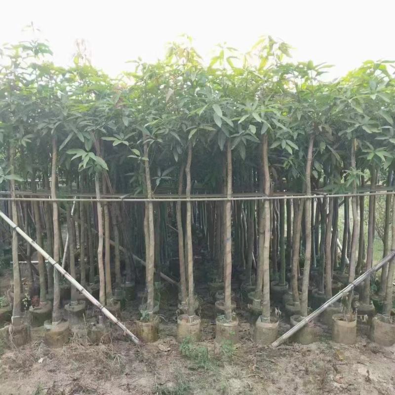 广东芒果树规格齐全量大从优品质保证欢迎联系