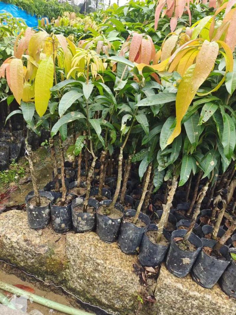 广东芒果树规格齐全量大从优品质保证欢迎联系