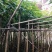 广东芒果树规格齐全量大从优品质保证欢迎联系