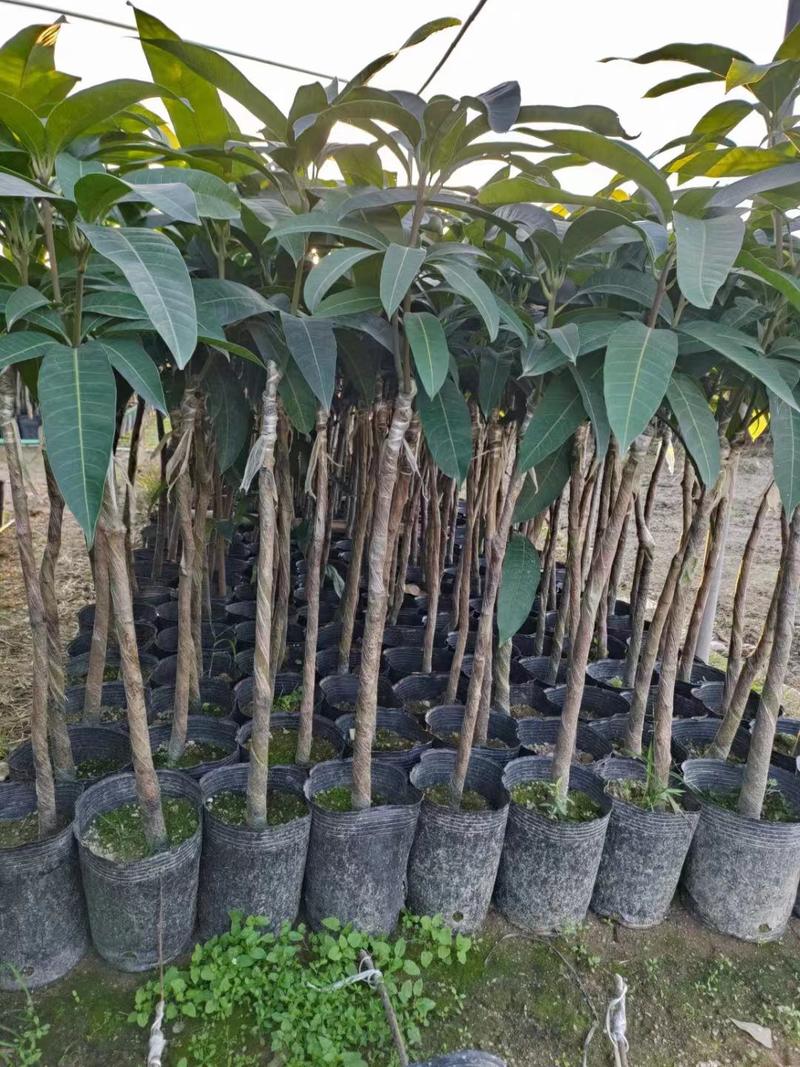 广东芒果树规格齐全量大从优品质保证欢迎联系