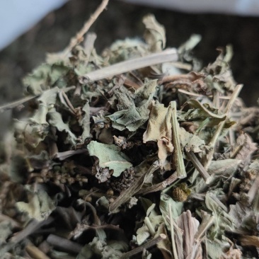 车前草自然晾晒无硫纯干青车前草批发零售各种中药材