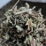 车前草自然晾晒无硫纯干青车前草批发零售各种中药材