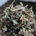 车前草自然晾晒无硫纯干青车前草批发零售各种中药材
