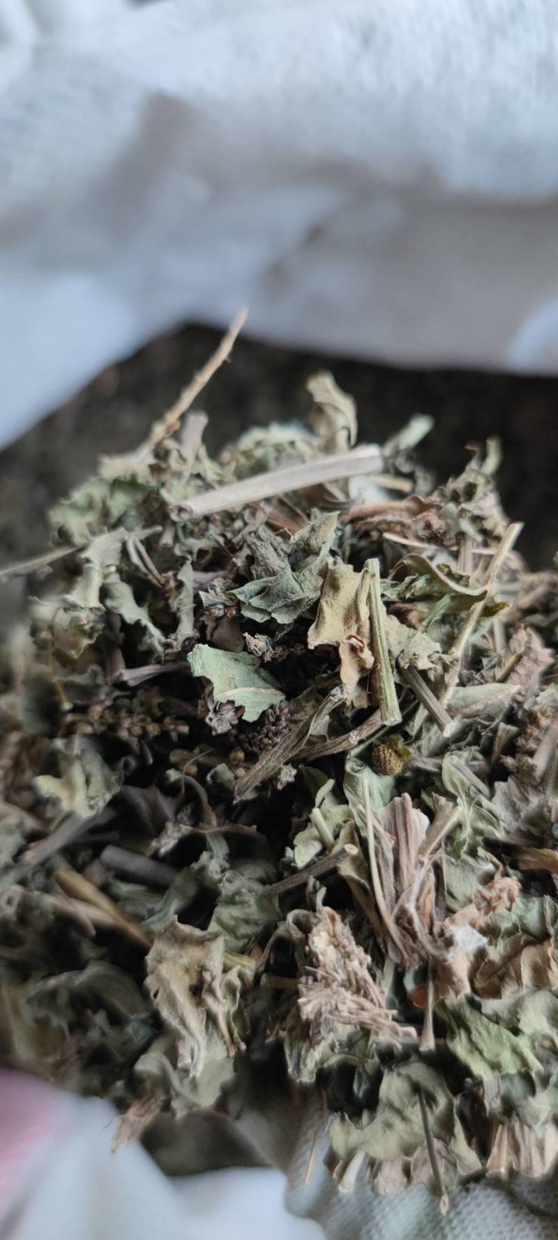 车前草自然晾晒无硫纯干青车前草批发零售各种中药材