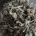 车前草自然晾晒无硫纯干青车前草批发零售各种中药材