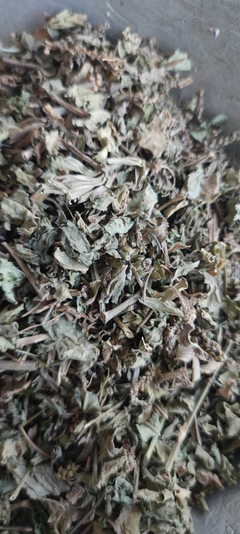 车前草自然晾晒无硫纯干青车前草批发零售各种中药材