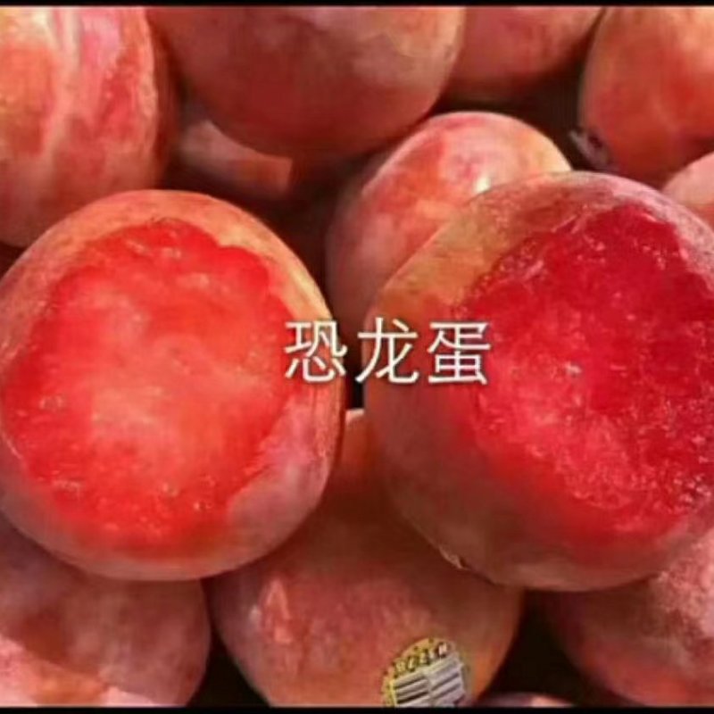 李子，恐龙蛋李子，恐龙蛋李子，水果李子。