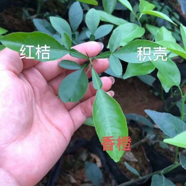 积橙苗