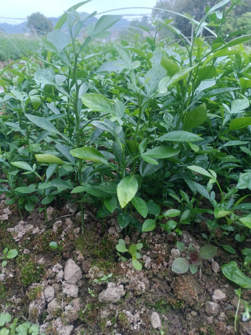 积橙苗