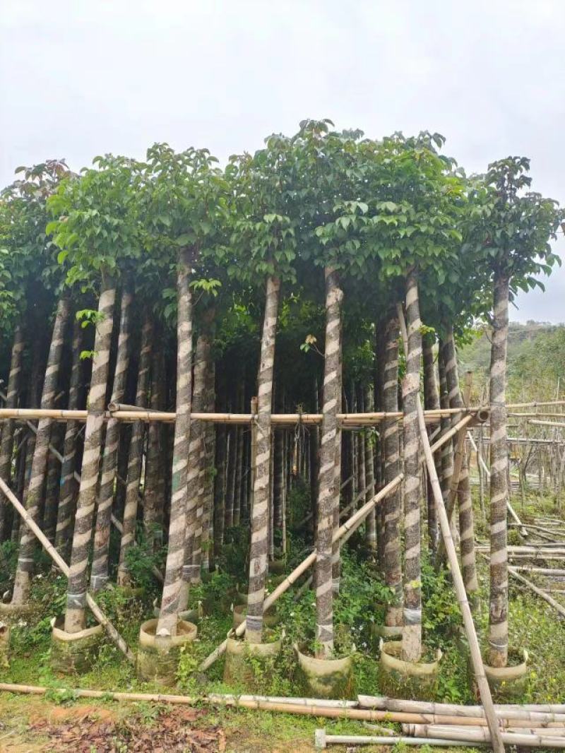 精品秋枫基地直发品质保证一手货源量大从优欢迎联