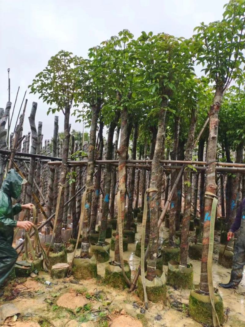 精品秋枫基地直发品质保证一手货源量大从优欢迎联