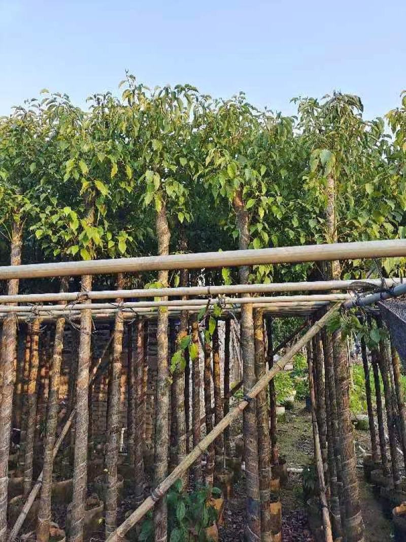 精品香樟基地直发规格齐全品质保证欢迎联系