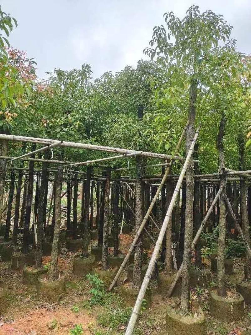 精品香樟基地直发规格齐全品质保证欢迎联系