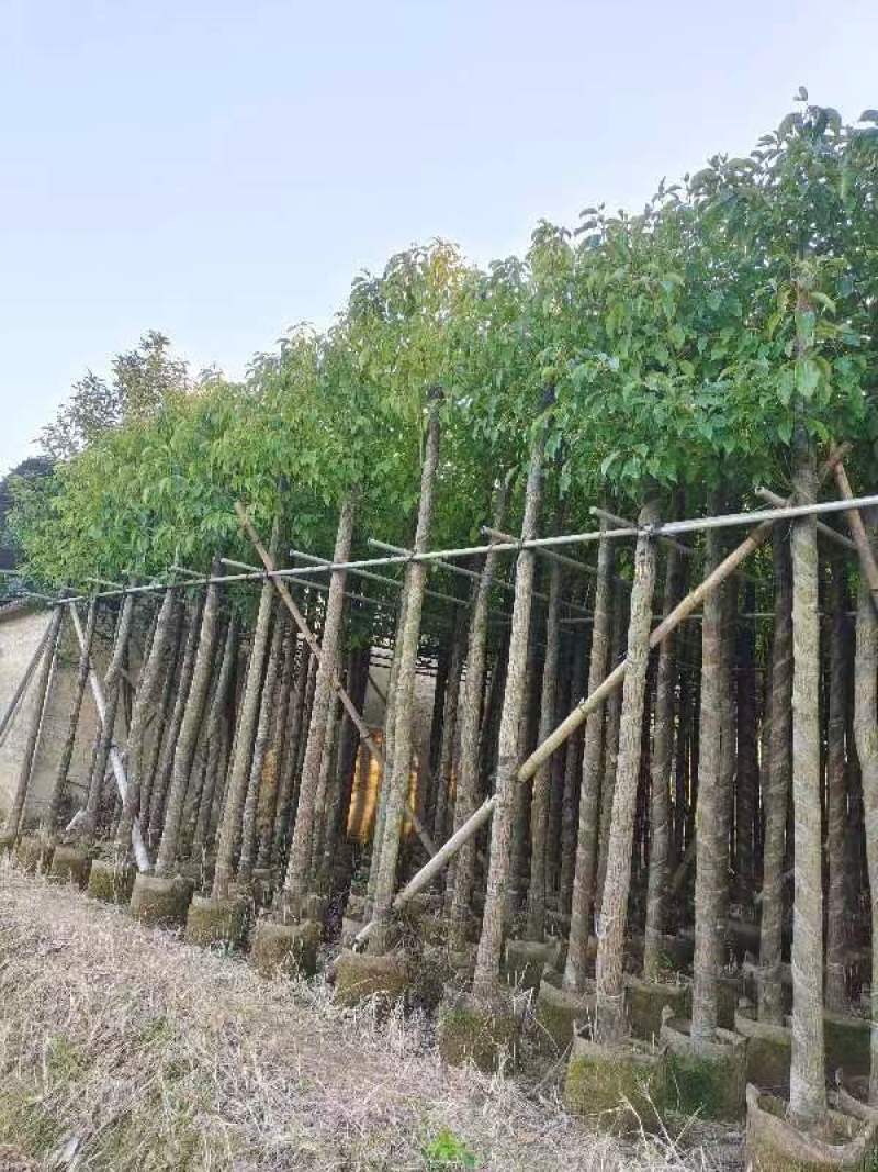 精品香樟基地直发规格齐全品质保证欢迎联系