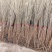 花棒苗1到2年生自家300亩花棒苗价格优惠
