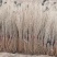 花棒苗1到2年生自家300亩花棒苗价格优惠