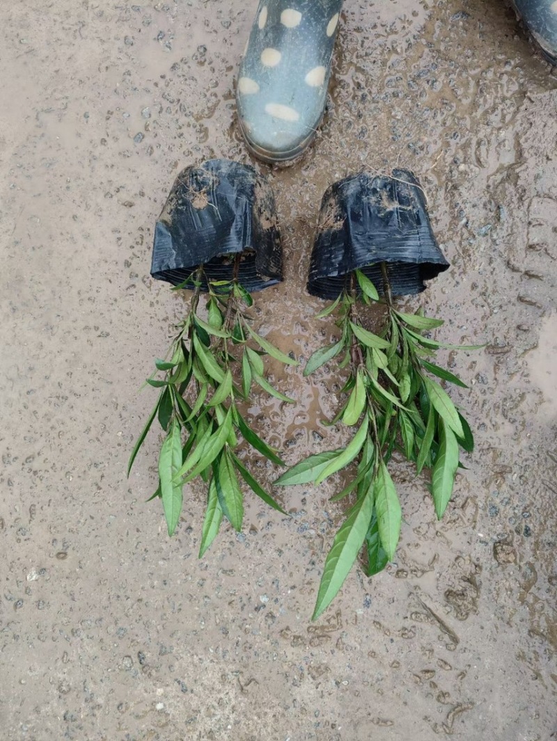 驳骨丹各种规格基地大量现货供应，欢迎各位客户咨询