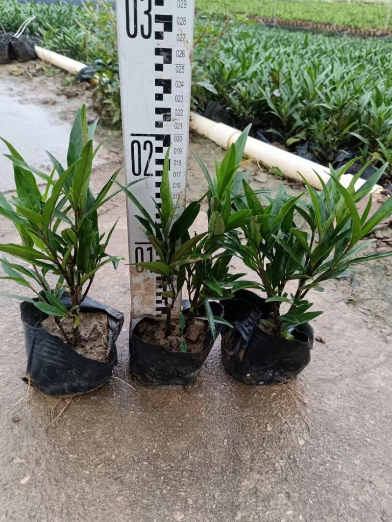 驳骨丹各种规格基地大量现货供应，欢迎各位客户咨询