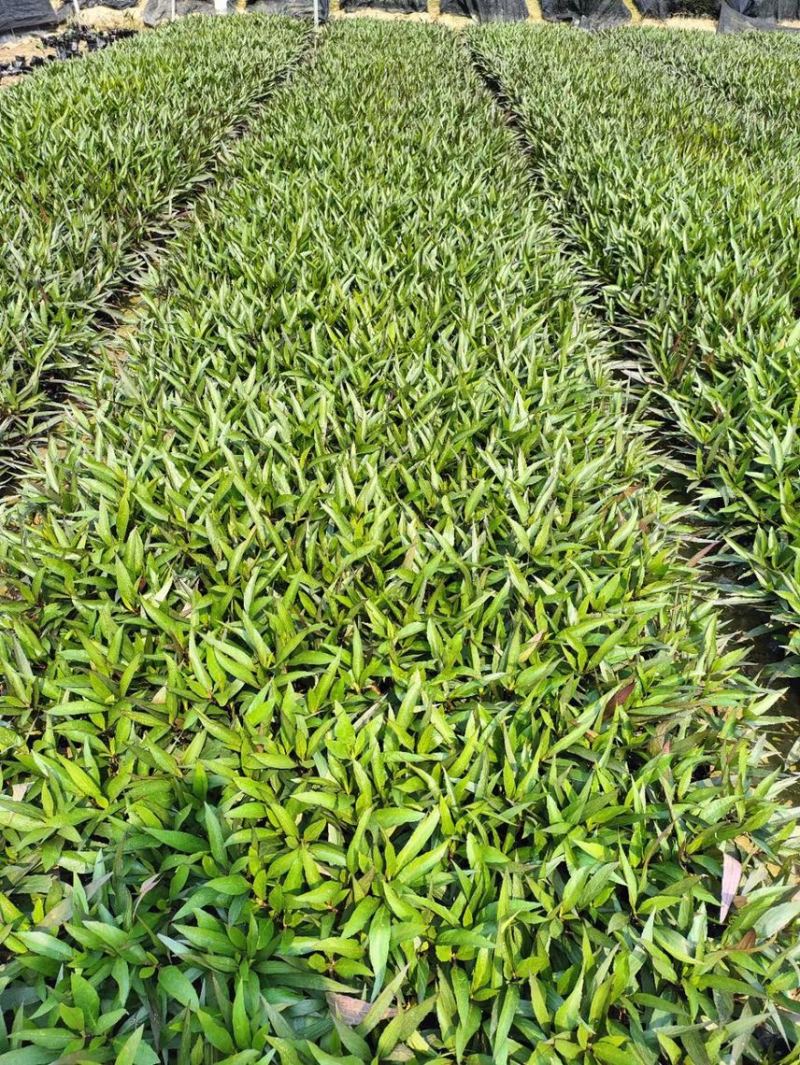 驳骨丹各种规格基地大量现货供应，欢迎各位客户咨询