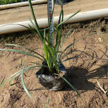 麦冬细叶麦冬阔叶麦冬基地大量现货供应，欢迎咨询