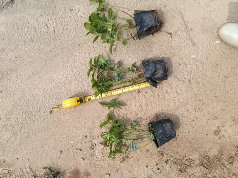 冷水花各种规格基地大量现货供应，欢迎各位客户咨询